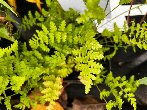 Dryopteris affinis 'Pinderi' aka Pinder’s Golden Scale Male Fern