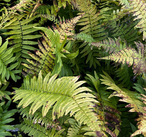 Dryopteris cycadina