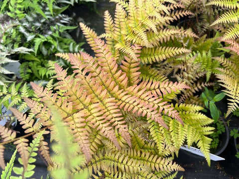 Dryopteris erythrosora 'Brilliance'