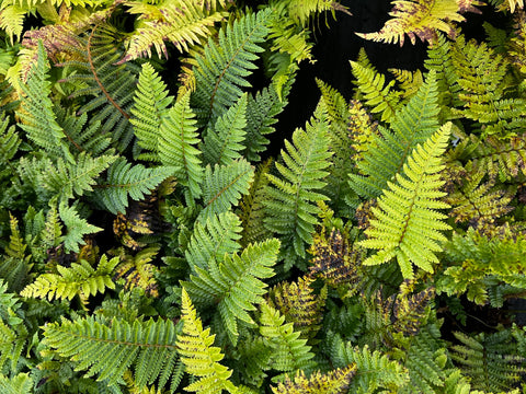 Dryopteris filix-mas 'Barnesii'