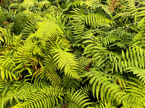 Dryopteris wallichiana Jurassic Gold aka Jurassic Gold Wood Fern