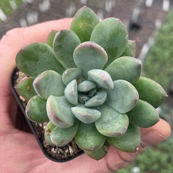 Echeveria 'Morning Dew'