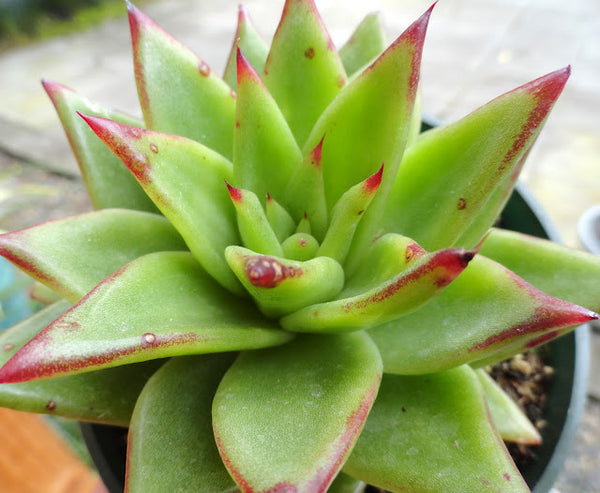 Echeveria 'Lipstick' aka Red Edge Lipstick Echeveria