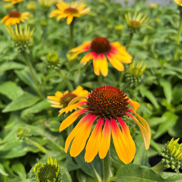 Echinacea 'IFECSSTS' (aka Sunseekers Tequila Sunrise)