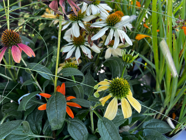 Echinacea Cheyenne Spirit strain