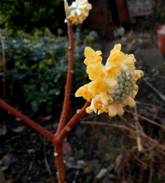 Edgeworthia chrysantha