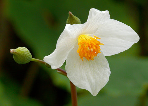 Eomecon chionantha