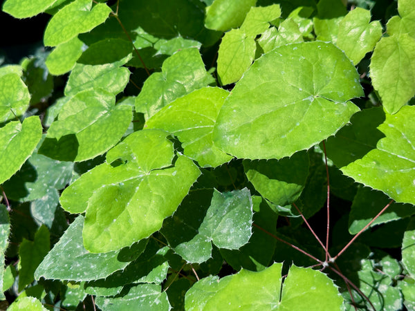 Epimedium x 'Flame Thrower'