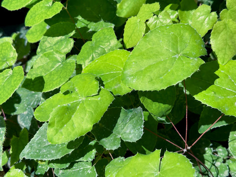 Epimedium x 'Flame Thrower'