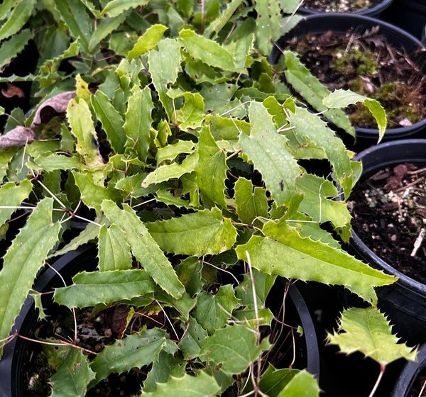 Epimedium 'Spine Tingler'