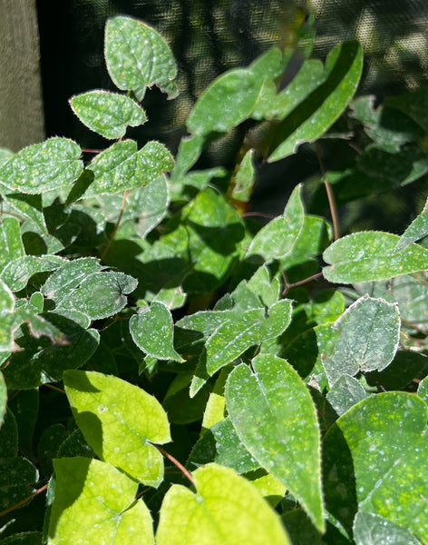 Epimedium grandiflorum forma flavescens #4