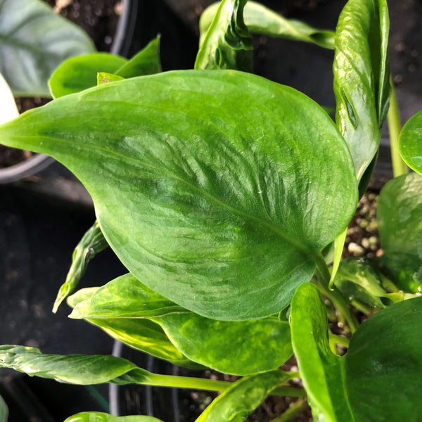 Epipremnum aureum 'Shangri La'