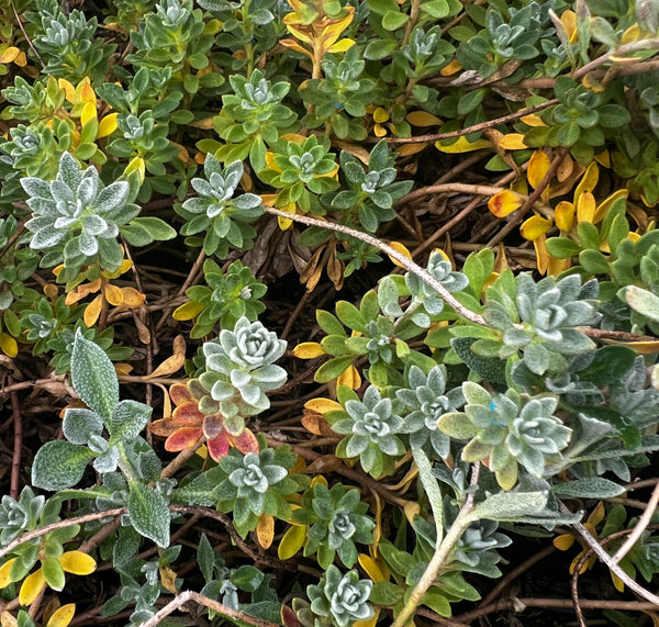 Erysimum reptans