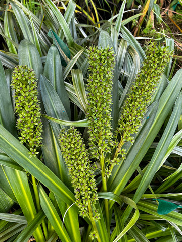 Eucomis comosa 'Tugela Ruby'