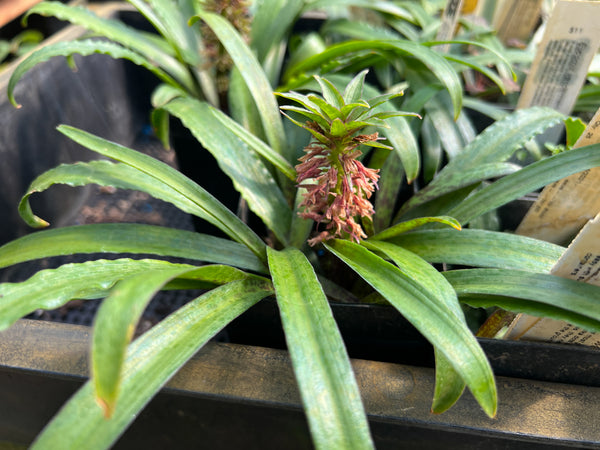 Eucomis vandermerwei
