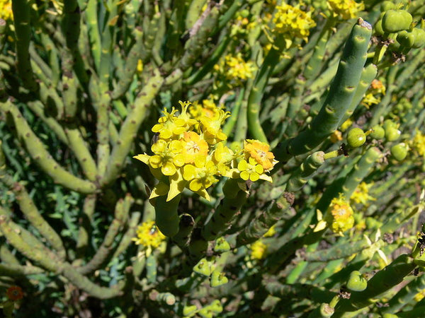 Euphorbia mauritanica
