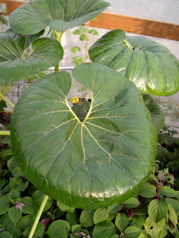 Farfugium japonicum 'Gigantea' - Giant Leopard Plant