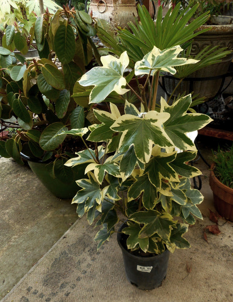 Fatshedera x lizei 'Angyo Star'
