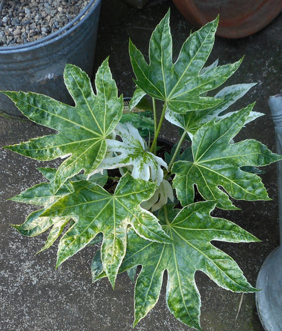 Fatsia japonica 'Tsumugi Shibori' (aka Spider's Web)