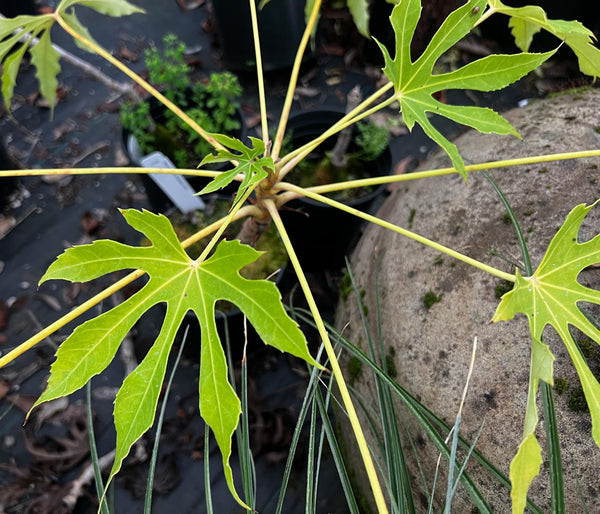 Fatsia polycarpa 'Needham's Lace'