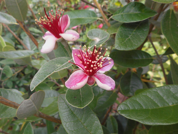 Feijoa sellowiana - Pineapple Guava