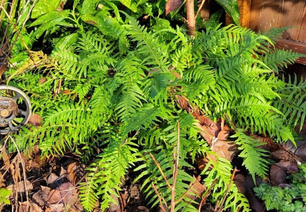 Polypodium glycyrrhiza aka Licorice Fern