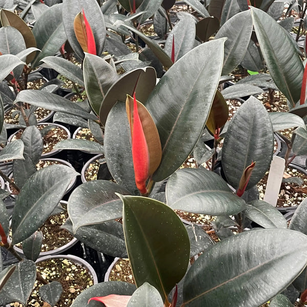 Ficus elastica 'Burgundy'