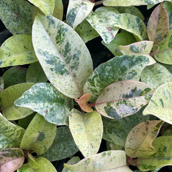 Ficus elastica 'Moonshine' (aka 'Shivereana Moonshine')