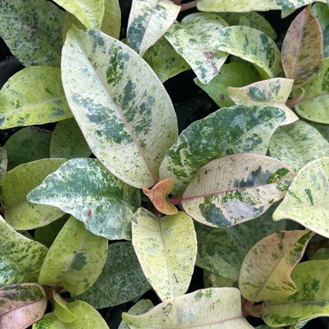 Ficus elastica 'Moonshine' (aka 'Shivereana Moonshine')