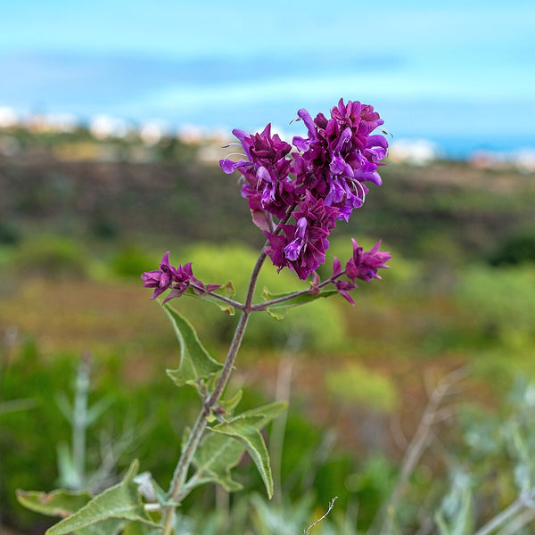 Salvia canariensis