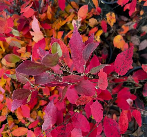 Fothergilla gardenii 'Jane Platt'