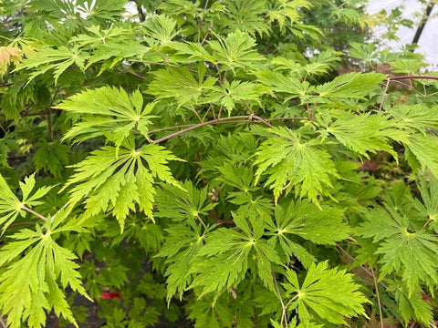 Acer japonicum 'Aconitifolium' (aka Japanese Maple)