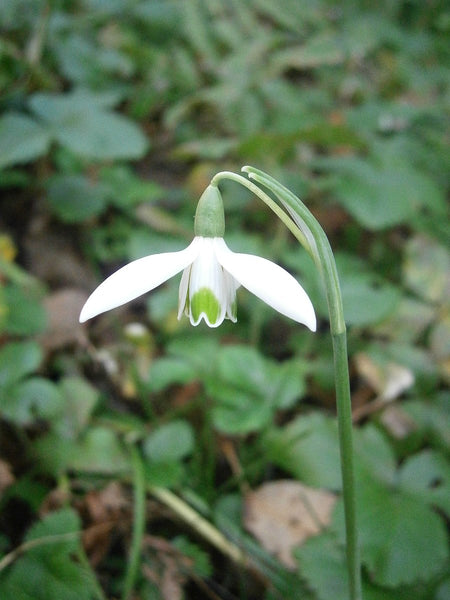 Galanthus reginae-olgae ssp. reginae-olgae (aka Snowdrops)
