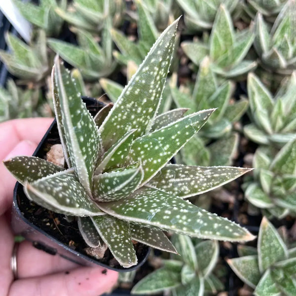Gasteria 'Kaleidoscope'
