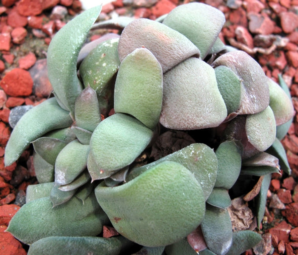 Gasteria glomerata