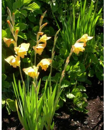 Gladiolus dalenii 'Boone'