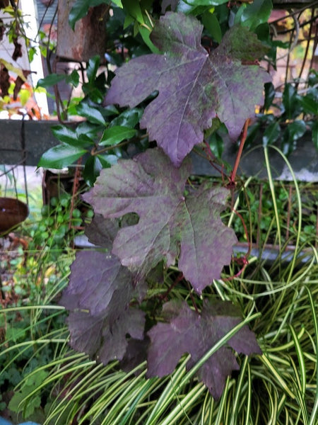 Vitis vinifera 'Purpurea'