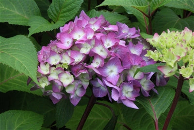 Hydrangea macrophylla 'Boomerang'