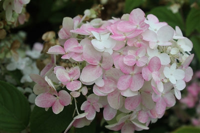 Hydrangea paniculata 'Fraise Melba' (aka Berry White)