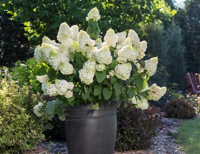 Hydrangea paniculata Little Hottie® (First Editions® Little Hottie® Hydrangea)