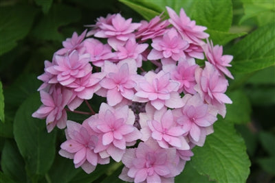 Hydrangea macrophylla 'Rosy Splendor' (aka Tinkerbell)