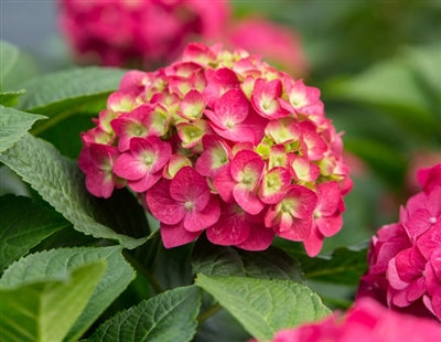 Hydrangea macrophylla Summer Crush® Endless Summer®