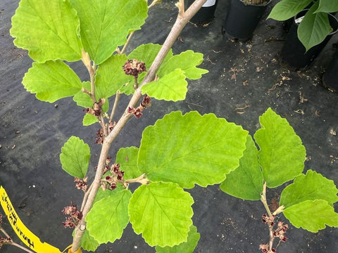 Hamamelis vernalis 'Amethyst'