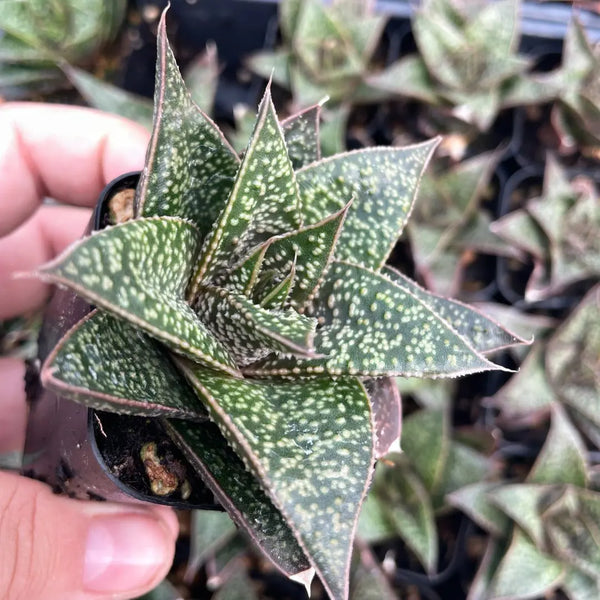 Haworthia 'Rafiki'