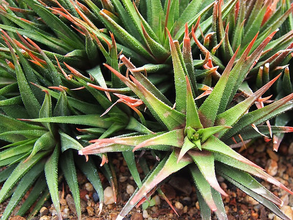 Haworthiopsis attenuata var. radula (aka Haworthia attenuata var. radula)