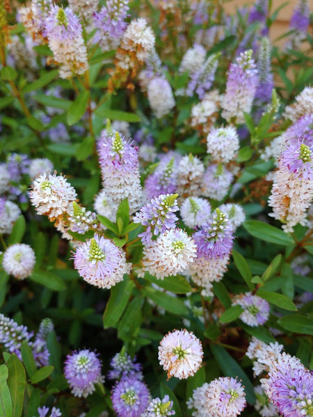 Veronica 'Sapphire' (aka Hebe 'Sapphire')