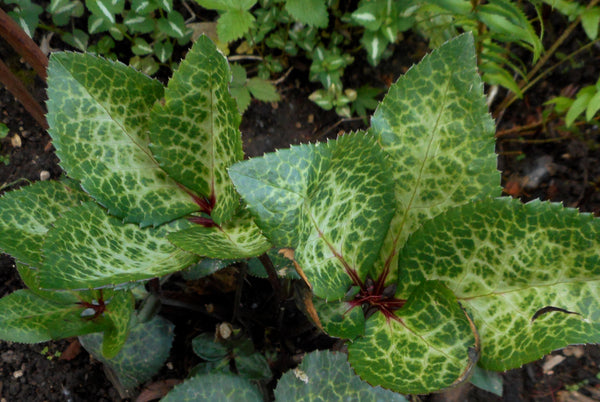 Helleborus x ericsmithii HGC® Pink Frost  (Pink Frost Hellebore)