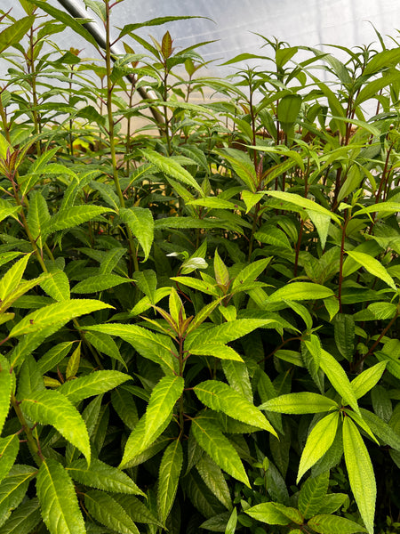 Helwingia sp. ["olnearana"]