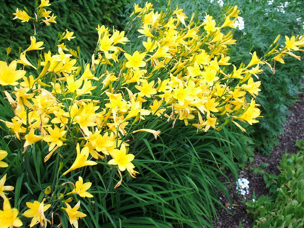 Hemerocallis lilioasphodelus (Lemon Daylily)