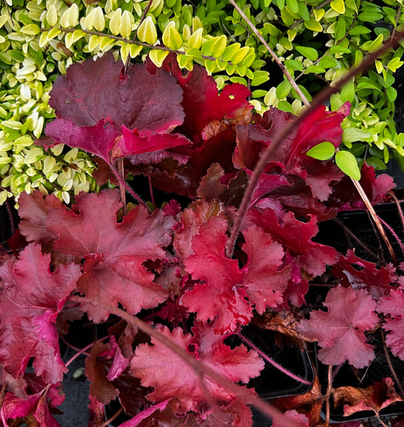 Heuchera Forever® Red (aka H. 'TNHEUFR', Coral Bells)